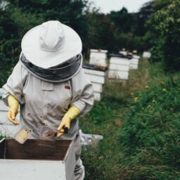 pszczelarz ul pszczoły