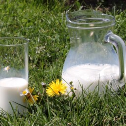 mleko szklanka dzban zdrowe