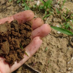 nawozy kompost ręka uprawa