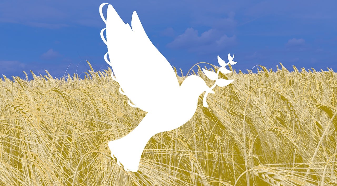 pokój gołąbek, flaga Ukrainy pszenica niebo