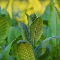 tytoń liście uprawa
