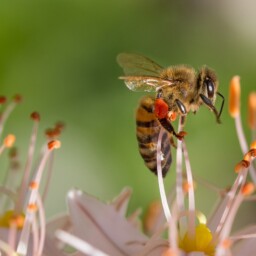 pszczoła zbiera pyłek
