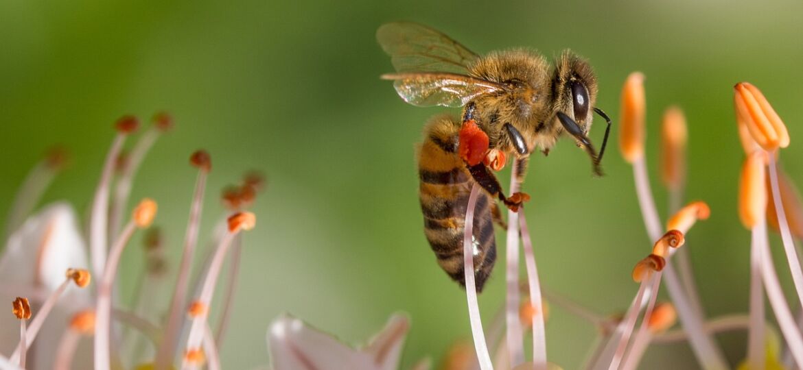 pszczoła zbiera pyłek