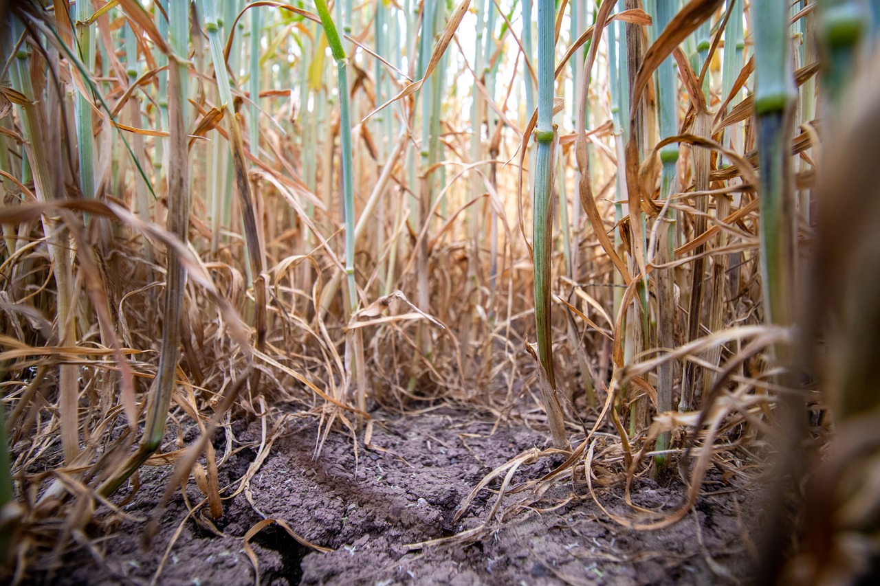 pszenica suszaRząd zapowiada w tym roku udzielenie pomocy po suszy Fot. khw80 z Pixabay