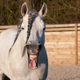 uśmiechnięty koń