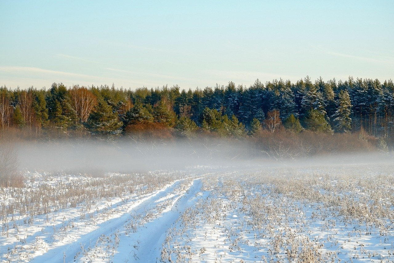 las pole mgła zima