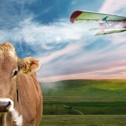 krowa samolot