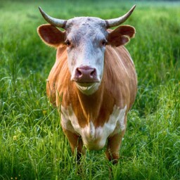 krowa na pastwisku