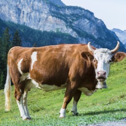 krowa na pastwisku w górach