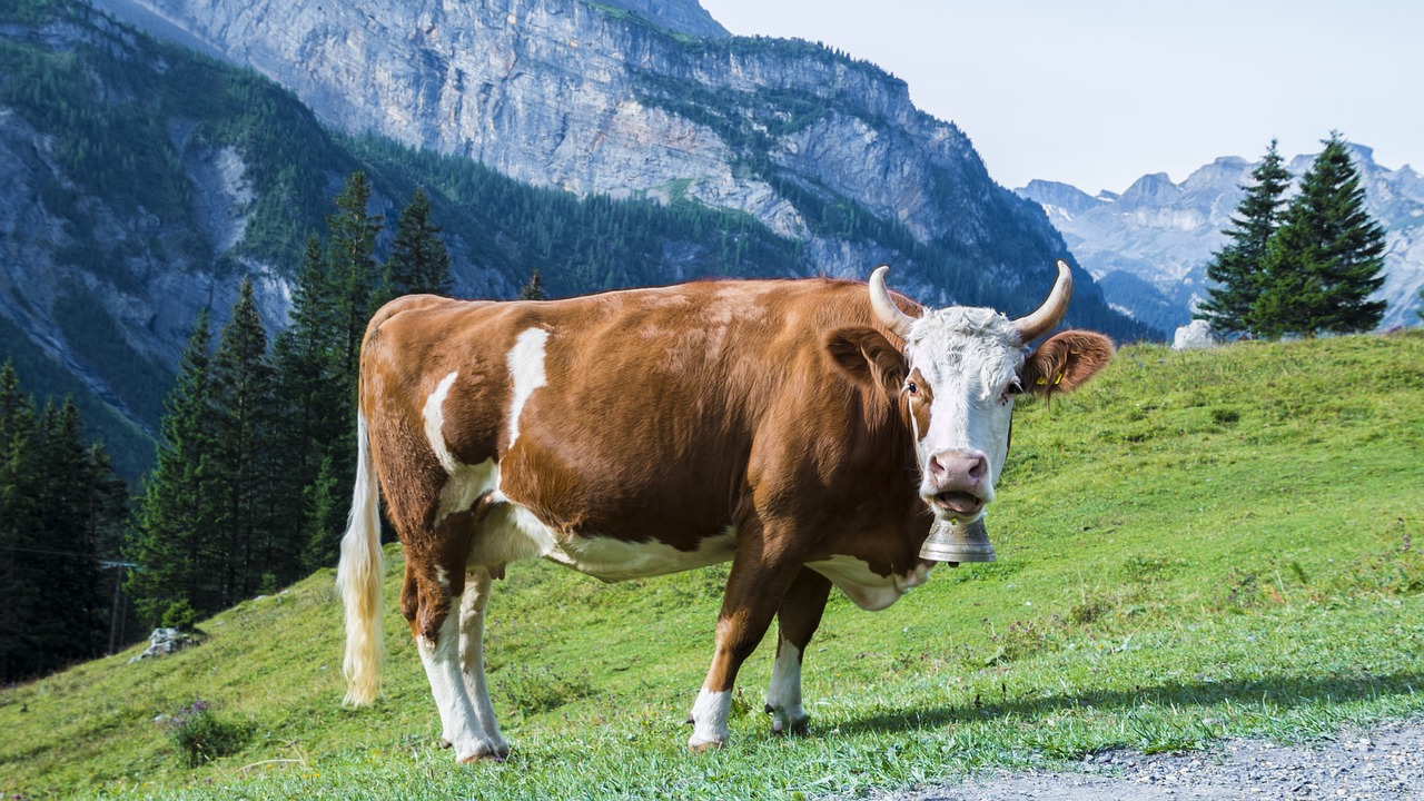 krowa na pastwisku w górach