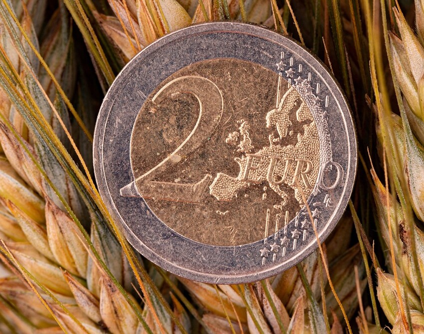 euro pszenica