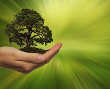 drzewo dłoń ekolog
